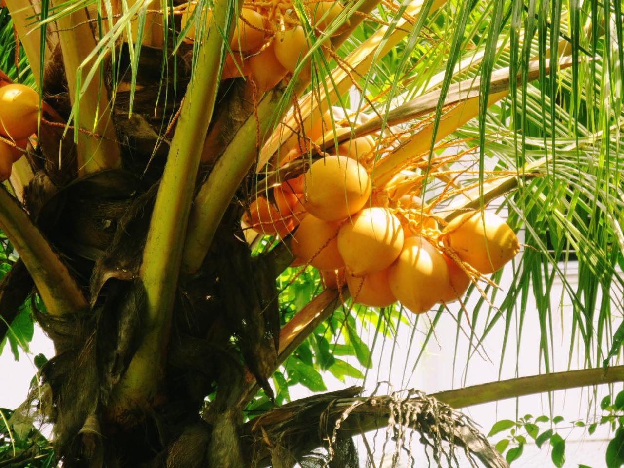 Sea Avenue - Eco Garden Hotel Tangalle Ngoại thất bức ảnh